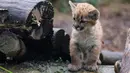 Seekor bayi puma berusia satu setengah bulan bernama Emy terlihat di kandangnya di Zoo de Vincennes, dekat Paris pada Selasa (13/10/2020). Emy merupakan puma pertama yang lahir di Zoo de Vincennes pada 21 Agustus lalu. (Thomas SAMSON / AFP)