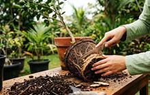 7 Cara Mengatasi Akar Tanaman Buah Memenuhi Pot, Cegah Tanaman Layu dan Tak Berbuah