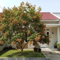 Teknik Pemupukan Pohon Kelengkeng Supaya Cepat Berbuah Lebat Sepanjang Musim. (Foto: AI)
