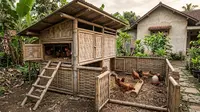 9 Desain Kandang Ayam Petelur dari Bambu Bekas, Sederhana tapi Fungsional
