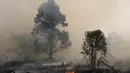 Pohon-pohon yang terbakar terlihat saat api melalap lahan gambut di Kubu Raya, Kalimantan Barat, Indonesia, Selasa, 11 Agustus 2026. (AP Photo/Stefanus Taman)