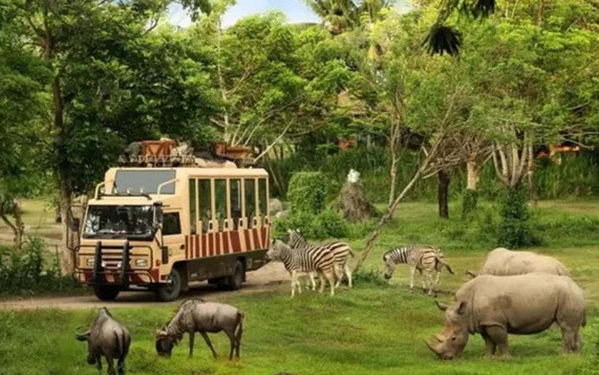 Heboh Pengunjung Turun dari Mobil di Area Satwa, Ini Aturan Taman Safari yang Wajib Diketahui