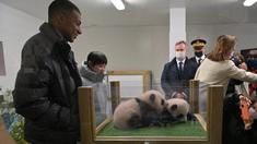 Bintang Paris Saint-Germain, Kylian Mbappe dinobatkan sebagai ayah baptis untuk dua ekor anak panda kembar yang baru lahir di kebun binatang Prancis, Kamis (18/11/2021). (AFP/Guillaume Souvant)