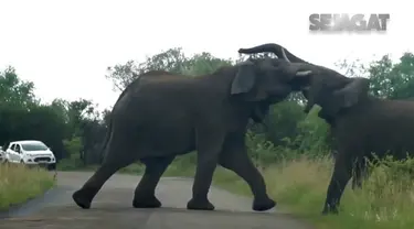 Wisatawan di Afrika berhasil merekam perkelahian gajah liar di Afrika