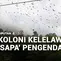Koloni Kelelawar 'Sapa' Pengendara