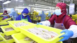Pekerja mengolah ikan di pabrik sebuah perusahaan makanan di Donggang, Provinsi Liaoning, China, 10 September 2020. Perusahaan-perusahaan produk ikan di Donggang sedang mengembangkan sejumlah produk olahan baru dan memperluas saluran pemasaran untuk memastikan penjualan mereka. (Xinhua/Yao Jianfeng)