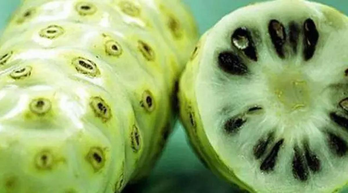 Mengenal Manfaat Buah Mengkudu untuk Menurunkan Kolesterol dan Meningkatkan Kekebalan Tubuh