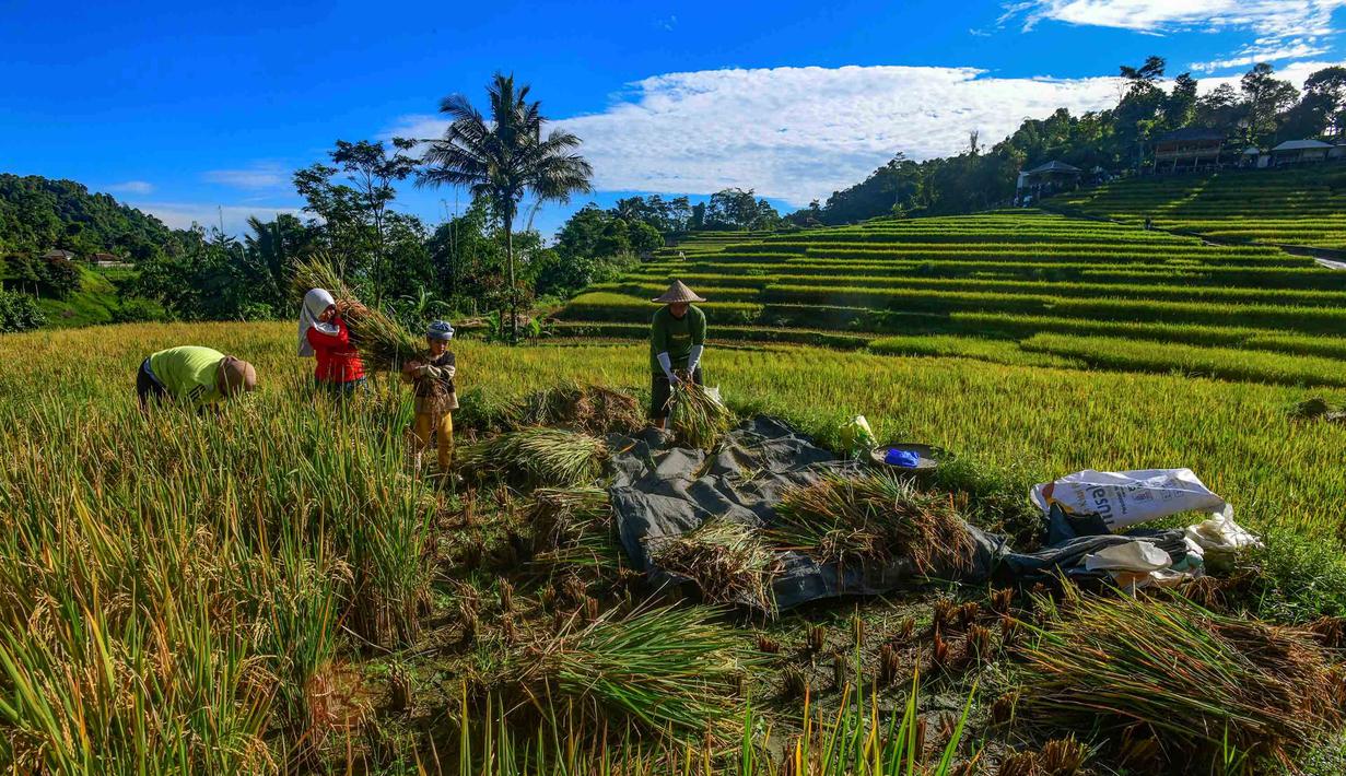 Di sisi lain, pemerintah menetapkan Harga Pembelian Pemerintah (HPP) gabah kering panen (GKP) di tingkat petani sebesar Rp 6.500 per kilogram pada 2026. Tampak dalam foto, petani memanen padi jenis Ciherang di Terasering Cisalada, Bogor, Jawa Barat, Minggu (12/4/2006(. (merdeka.com/Arie Basuki)