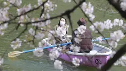 Wisatawan yang memakai masker menaiki perahu dayung sambal menikmati mekarnya bunga sakura di Tokyo, Senin (29/3/2021). Menyaksikan sakura dari atas perahu dayung sambil menyusuri aliran sungai memberikan pengalaman berbeda. (AP Photo/Koji Sasahara)