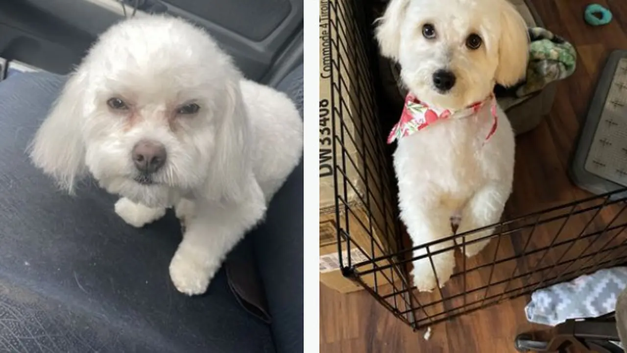 Tidak Teliti, Anjing Wanita Ini Tertukar Saat Dibawa dari Salon