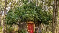 Potret replika rumah pooh. (dok. airbnb.com)