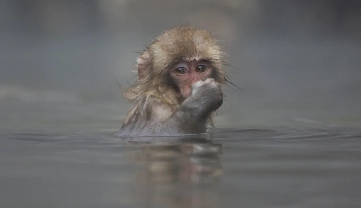 Seekor monyet Jepang yang dikenal sebagai monyet salju berendam di pemandian air panas di lembah Jigokudani di Prefektur Nagano, barat laut Tokyo, Sabtu (6/3/2021). Hewan yang aktif di siang hari ini hidup di dalam hutan. (AP Photo/Kiichiro Sato)