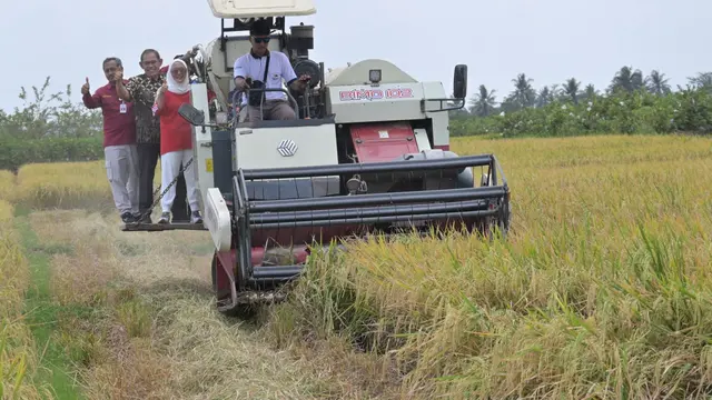 Panen padi demplot CSA di Purbalingga. (Foto: Liputan6.com/Pemkab Purbalingga)