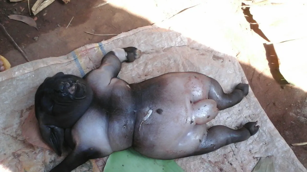 Anak Kambing mirip manusia.
