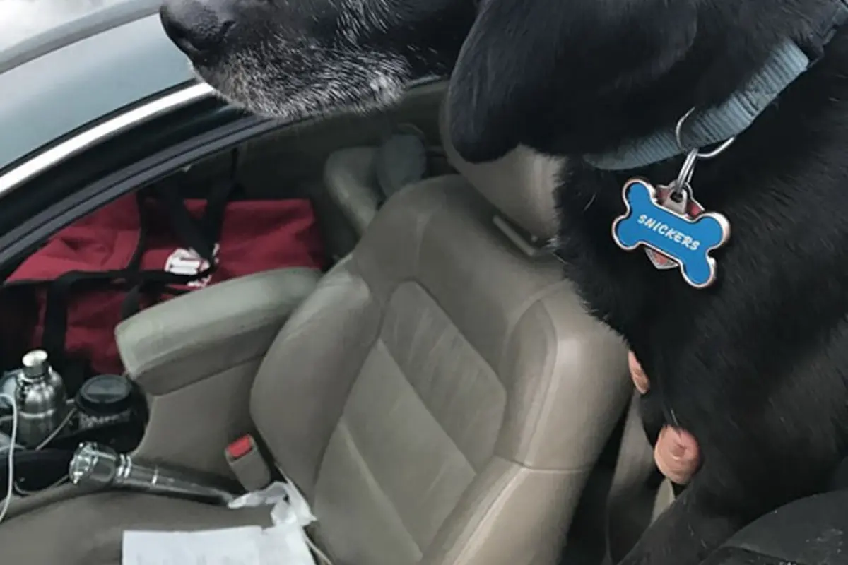 [Bintang] Demi Selamatkan Anjing, Kurir Pizza Ini Terima Risiko Dipecat