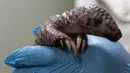 Dengan berat lahir 141 gram, ia diperkirakan akan mencapai 250 gram pada minggu ini. (Michal Cizek / AFP)