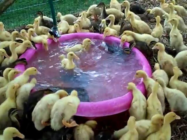 Menggemaskan Ratusan Anak Bebek Berebut Berenang Global Liputan6 Com
