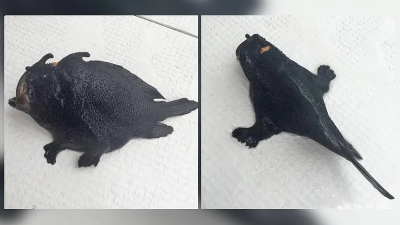Punya Kaki, Wujud Ikan ini Bikin Bergidik