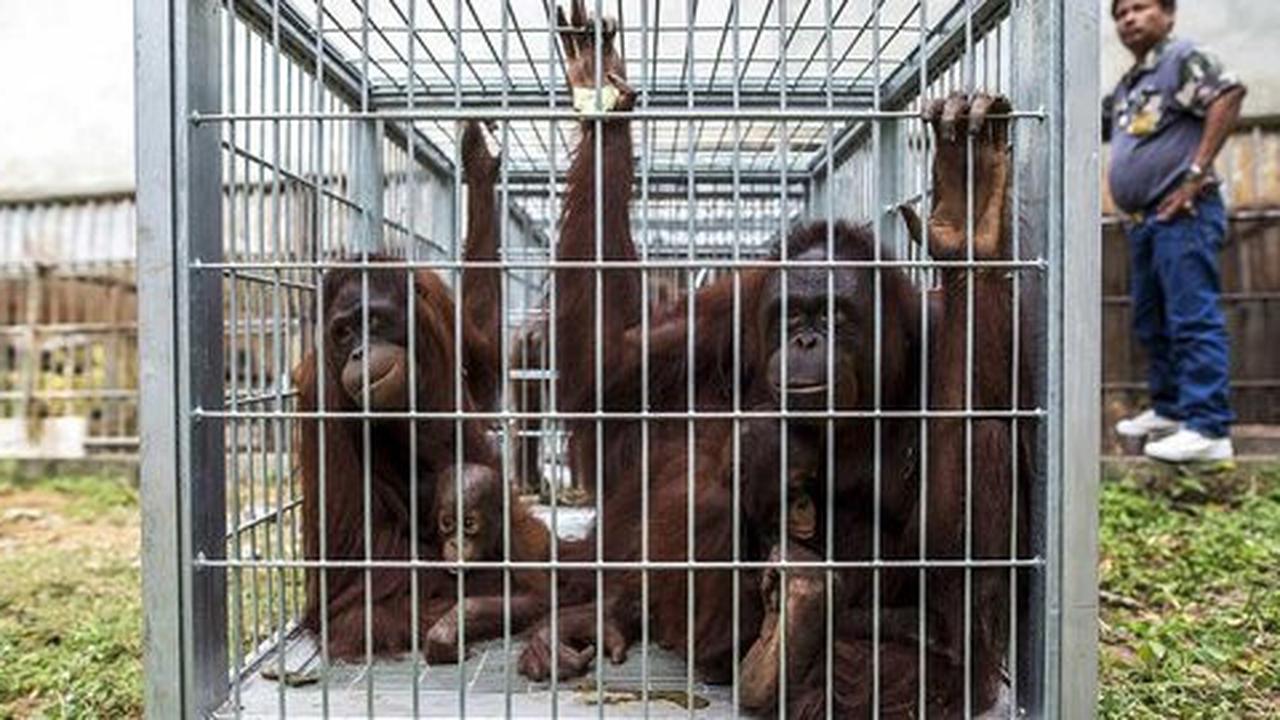 Polisi kirim berkas kasus penjualan 3 ekor anak orangutan ke Kejati