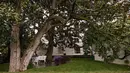 File pada 15 Oktober 2009 memperlihatkan pohon Magnolia Jackson di sisi barat halaman Gedung Putih yang diperintahkan untuk ditebang. Pohon berusia dua abad itu menjadi saksi bisu naik turunnya 39 presiden dan banyak upacara kenegaraan. (AP/Alex Brandon)