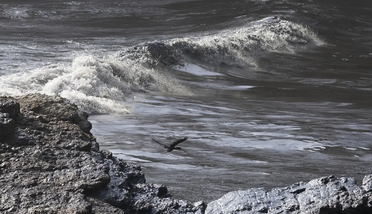 Tumpahan minyak menutupi pantai di pantai Cavero di Ventanilla, Callao, Peru, Senin (17/1/2022). Tumpahan minyak terjadi saat gelombang tsunami yang dipicu letusan gunung api bawah laut di Tonga menghantam kapal yang tengah bongkar muatan minyak ke kilang La Pampilla. (AP Photo/Martin Mejia)