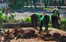 Distamhut DKI Gelar Penopingan Pohon Serentak di Jakarta Antisipasi Cuaca Ekstrem