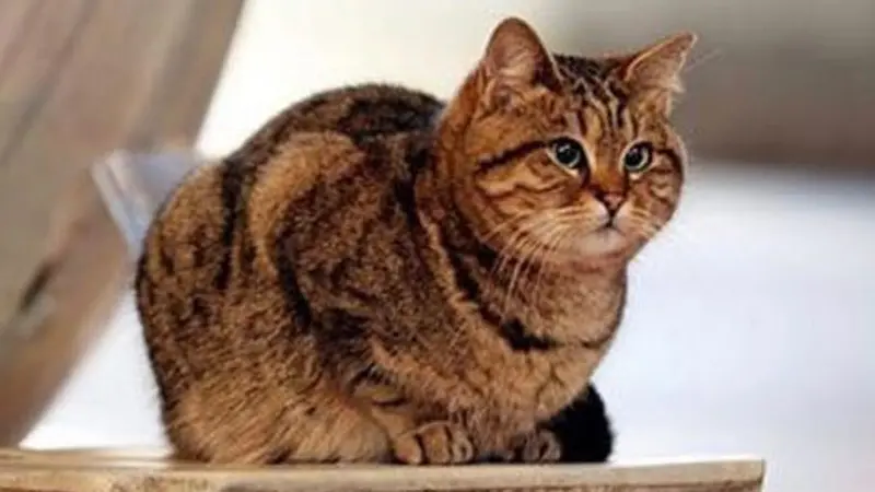 Kenalkan Gli, Kucing Penghuni Hagia Sophia Selama 17 Tahun