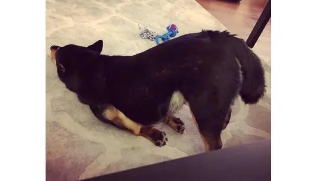 6 Pose Hewan saat Tidur Nungging Ini Bikin Gemas