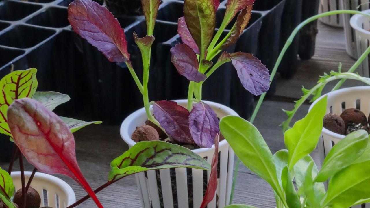 <b>Tips Menanam Sayur di Pekarangan Rumah</b>