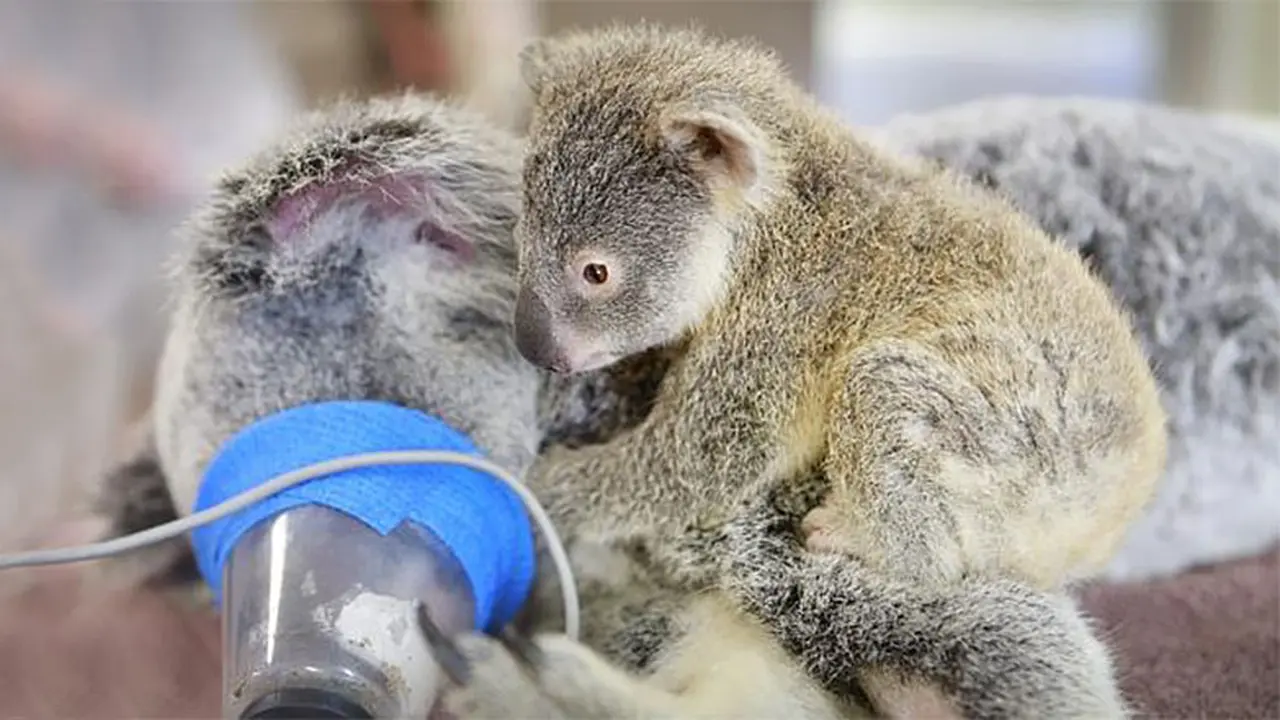 bayi koala
