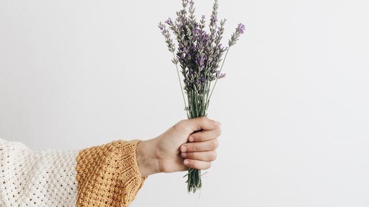 Ilustrasi bunga lavender.