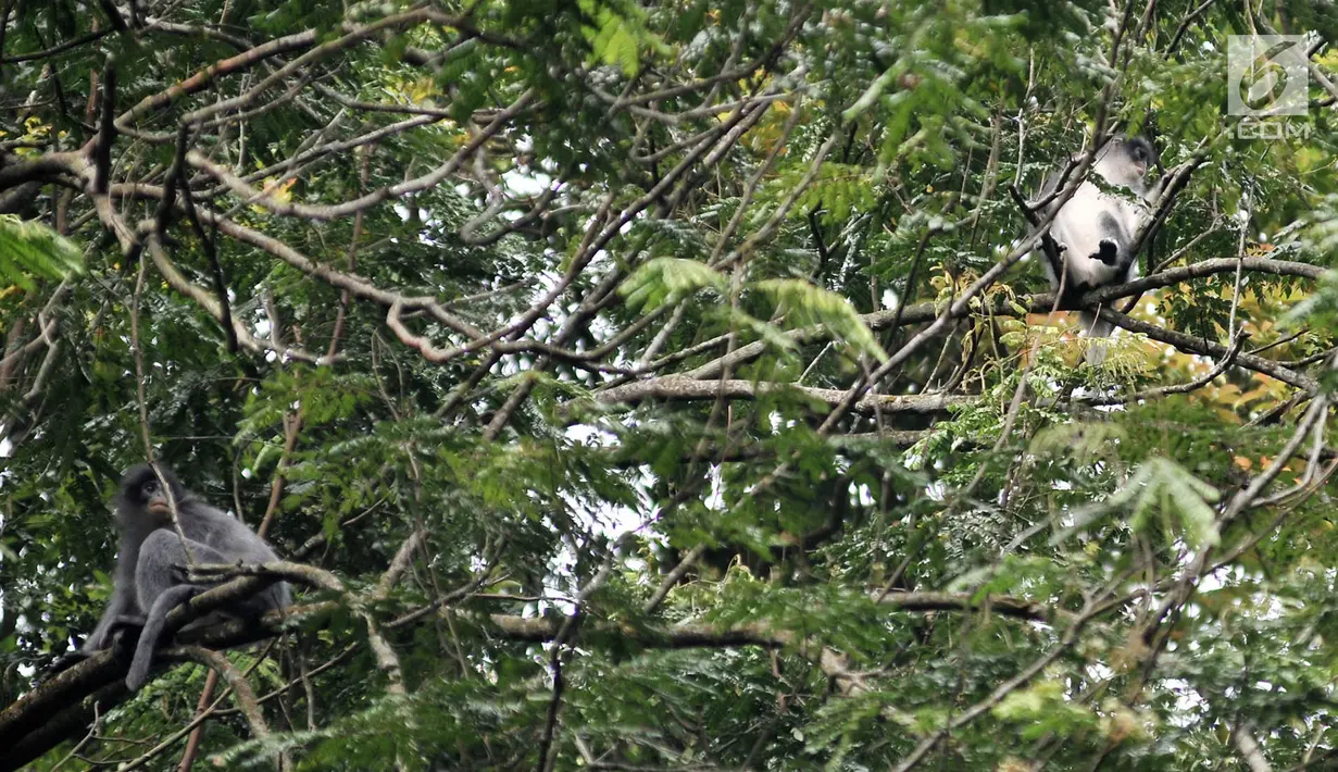 Kawanan monyet Surili Jawa (Presbytis Comata) saat mencari makan di pepohonan Taman Nasional Gunung Halimun Salak (TNGHS), Jawa Barat, Sabtu (5/1). Panjang tubuh individu jantan dan betina hampir sama. (Merdeka.com/Iqbal Nugroho)