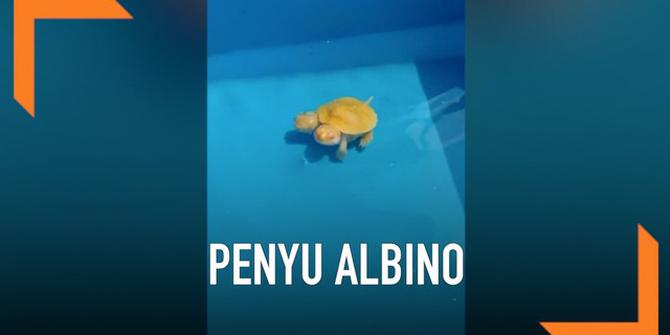 VIDEO: Penyu Albino Berkepala Dua Terjual Ratusan Juta