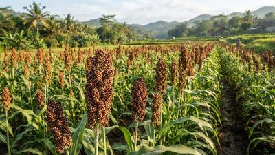 Cara Menanam Sorgum agar Bulirnya Banyak dan Panen Melimpah