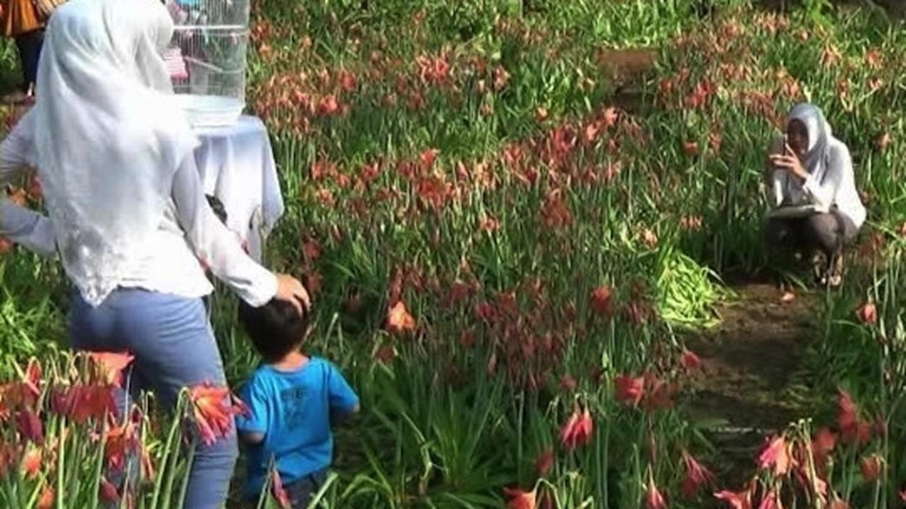 Ini kebun bunga Amarilis di Yogyakarta yang membuat heboh netizen