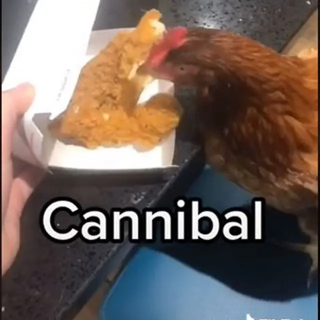 Wanita Bawa Ayam Peliharaan ke Resto Cepat Saji, Apa yang Disantapnya?