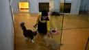 Seorang pengasuh merawat para kucing di hotel bintang lima khusus untuk kucing yang diberi nama CatZonia di Shah Alam, Kuala Lumpur, Malaysia, 6 Agustus 2018. Hotel Catzonia memiliki 35 ruang tidur yang bisa memanjakan para kucing. (AFP/Manan VATSYAYANA)