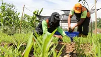 Panduan Lengkap Membuat Pupuk Kompos Cair, Lengkap dengan Perbandingan Bahan dan Jadwal Penyiraman