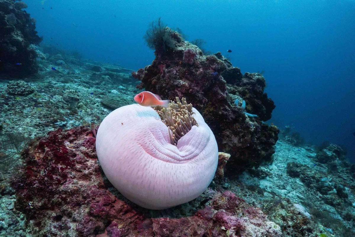 FOTO: Raja Ampat Hadapi Tekanan di Tengah Keajaiban Bawah Laut
