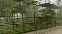Kebun binatang di Riau dan Jambi sepi pengunjung karena kabut asap yang masih cukup pekat pada akhir pekan ini.