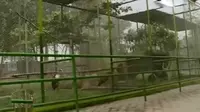 Kabut Asap, Kebun Binatang Riau dan Jambi Sepi Pengunjung
