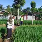 Unsoed Purwokerto kembangkan padi protein tinggi dengan cara ramah lingkungan. (Foto: Liputan6.com/Unsoed)