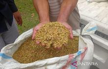 Tahukah Anda? Penyerapan Gabah Bulog Sumut Capai 44.788 Ton Hingga Oktober, Perkuat Cadangan Beras Nasional