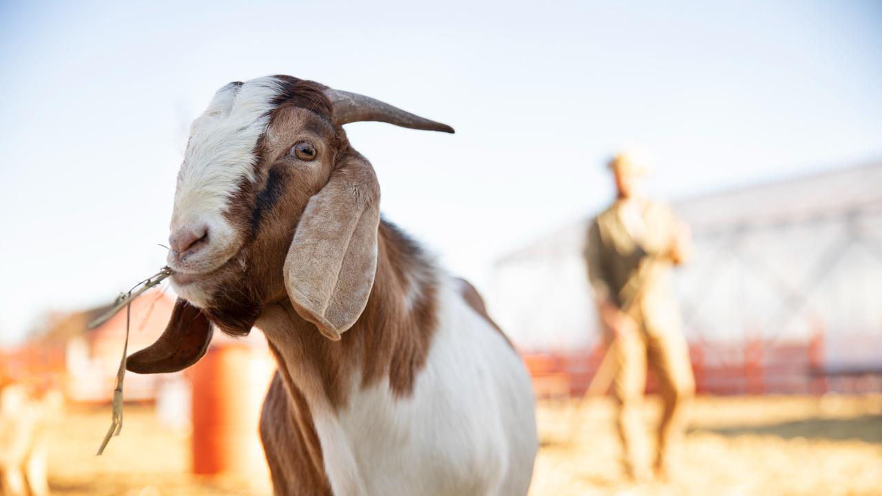 Ilustrasi Kambing Kurban
