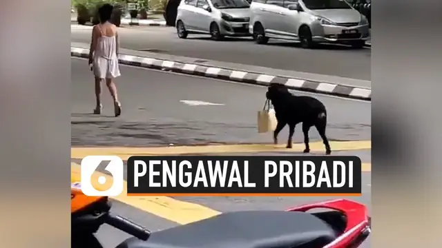 Seekor anjing mendadak viral di media sosial. Ini disebabkan anjing tersebut tengah membawakan tas majikannya. Peristiwa ini terjadi di Bukit Bintang, Malaysia.