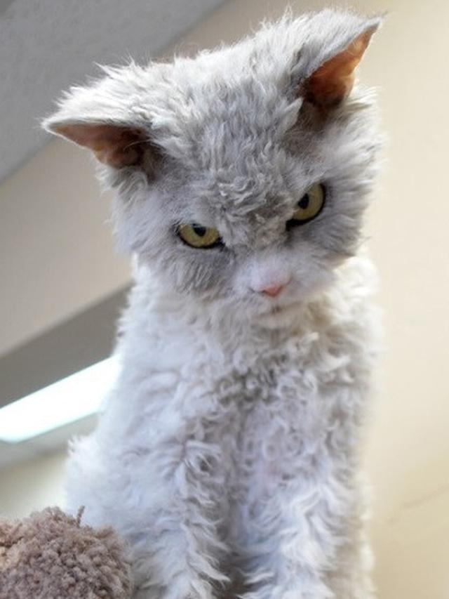 kucing berwajah galak