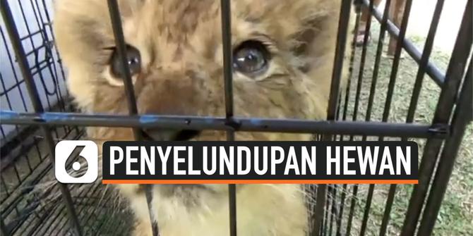 VIDEO: Polisi Gagalkan Penyelundupan Anak Singa dan Leopard di Riau