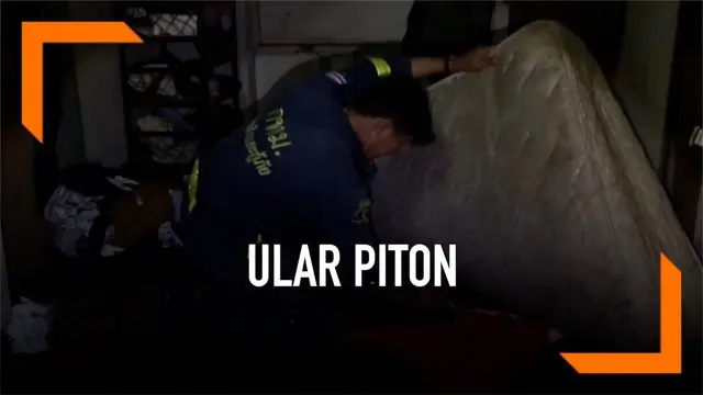 VIDEO: Ular Piton Bersembunyi di Bawah Kasur