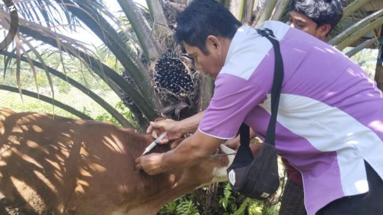 Tahukah Anda? Virus Jembrana Hanya Menyerang Sapi Bali, Dinas Pertanian Pasaman Perketat Pengawasan!