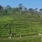 Hamparan hijau kebun teh Pagilaran di Kabupaten Batang, Jawa Tengah, bisa menjadi pilihan wisata. (Foto: Ida Lumongga/KRJogja.com)